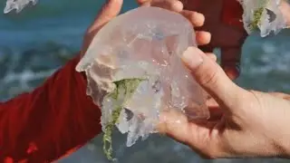 Нашествие Медуз В Азовском Море!