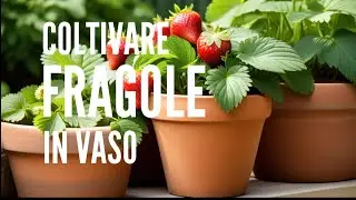 Come coltivare le fragole in vaso
