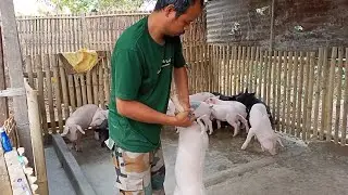 CSF vaccination of piglets ll CSF vaccination ll @Pig farm in Assam