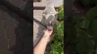 Малиновая Булочка😋