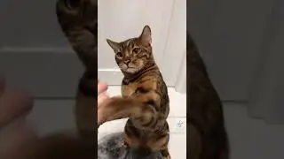 кот анаконда