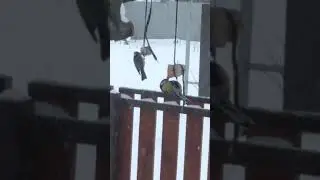 Птички синички