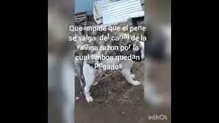 COMO PUEDE MORIR UN PERRO DURANTE EL APAREAMIENTO