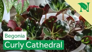 Cara Memperbanyak Begonia Curly Cathedral Dan Cara Perawatannya