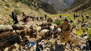 The Amazing Migration of Nomads Through Dangerous Routes! 🐑 | Nomads' Search for Green Pastures🌿