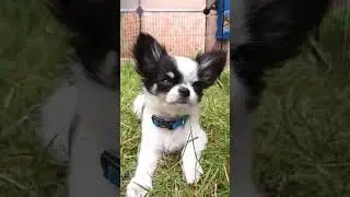 My Very Cute and Cuddly Chihuahua Puppy.