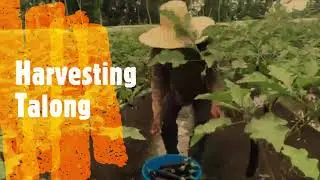 PAG-AANI NG TALONG/HARVESTING EGGPLANT/LH FARM
