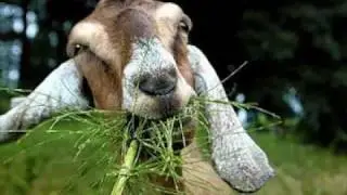 I'm Eating Goat - I'm on a Boat Parody 