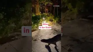 Singapur: Otter in der Stadt!