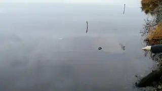 Налим на ерша.
