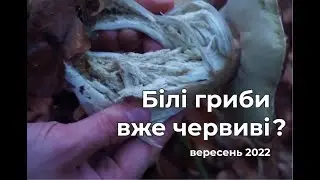 Білі гриби, Гливи. Грибний влог.