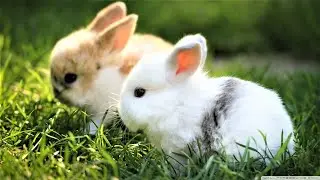 CUTE & ADORABLE BUNNIES VIDEO COMPILATION #1 | Best Video of 2021