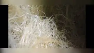 Customer’s ROOTS healthy fuzzy BRIGHT