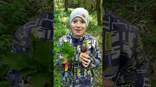 Крапива.