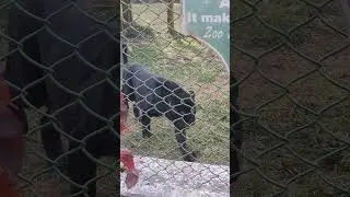 zoo 