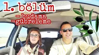 ZEYTİNCİLİK HAKKINDA TÜM BİLMENİZ GEREKENLER - 1. BÖLÜM BUDAMA GÜBRELEME YEŞİL GÜBRE