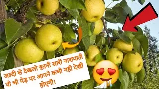 pear trees | fruit trees | नाशपाती के पेड़ | फलों के पेड़।