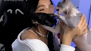 ТЕНДЕРЛИБАЕ СПАЛИЛА НОС НА СТРИМЕ! КОТ СПАЛИЛ