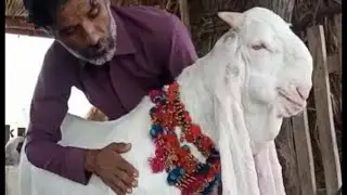 King Gulabi Goat Breeder | Top Class Goats Kids | Nagra Farm