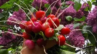 Sowing radishes in a greenhouse, advice for gardeners.