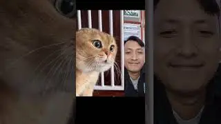 funny face cat