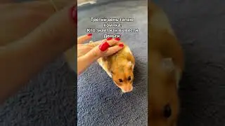#хомяк #фарм #hamster #хомякфарм #farm #прикол