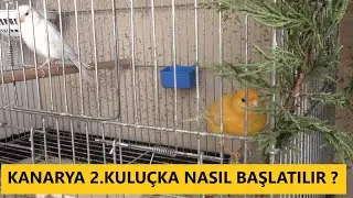 Kanarya Yeni Kuluçkalar Başladı Yumurtalar Geliyor