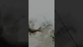 рыбалка на судака на реке Кама#кама#судак#рыбалка