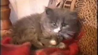 мотя мелкий