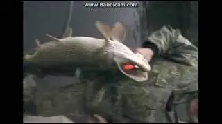 щука более 16 кг