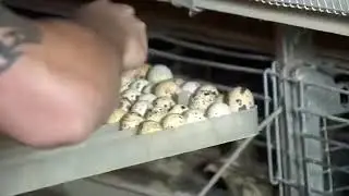 Quail Farm in Canada