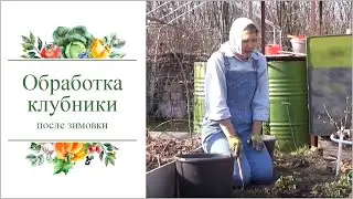 Обработка клубники после зимовки.