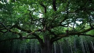 The Flowers / Ode to the diverse forests of Finland and Sápmi