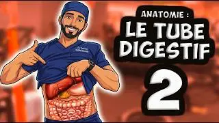 ANATOMIE : FOIE, PANCRÉAS et VASCULARISATION 🥩