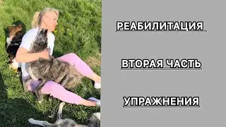 С вас 5000р. Реабилитация, упражнения, 2 часть. #приют #животные #топ #cat #собака