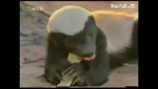 СОНЯ ГРЕЗЕ МЕДОЕД ШОК