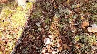 В 🌲🌲🌲 лес за мëрзлыми 🍄🍄🍄 грибами 🥰