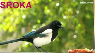 Sroka złodziejka Ptaki.Elster 🕊  🕊  17
