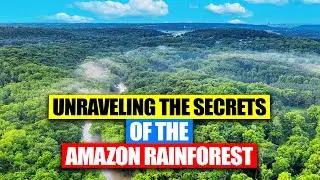 Exploring the Enigma: Unraveling the Secrets of the Amazon Rainforest