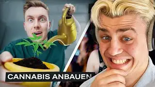 Diese Projekte musste TOMATOLIX abbrechen! I Papaplatte Reaction