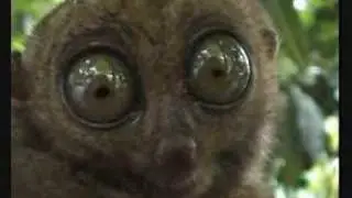 NEVER look a Tarsier in the eyes...