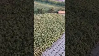 Начало сбора фундука #shorts #фундук