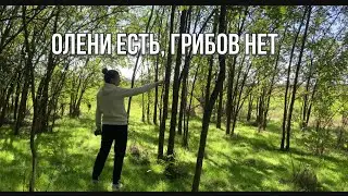 Едем за грибами #синдики лайф #переездвсербию #ремонтдома