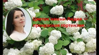 Цветок имени Лидия  гортензия