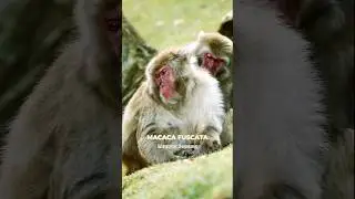 Jangan iri, Inilah Spa Monyet!