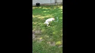 Jack Russell vs. Snake.