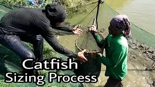 Bago ka mag alaga Ng HITO dapat alam mo to para kumita ka Ng malaki at Hindi ka maluge
