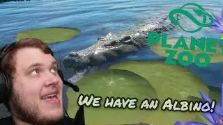 Planet Zoo Day 2: An Albino Saltwater Crocodile?!?!