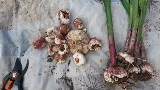 Осенняя уборка клубнелуковиц и клубнепочек гладиолуса