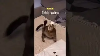 komik videolar